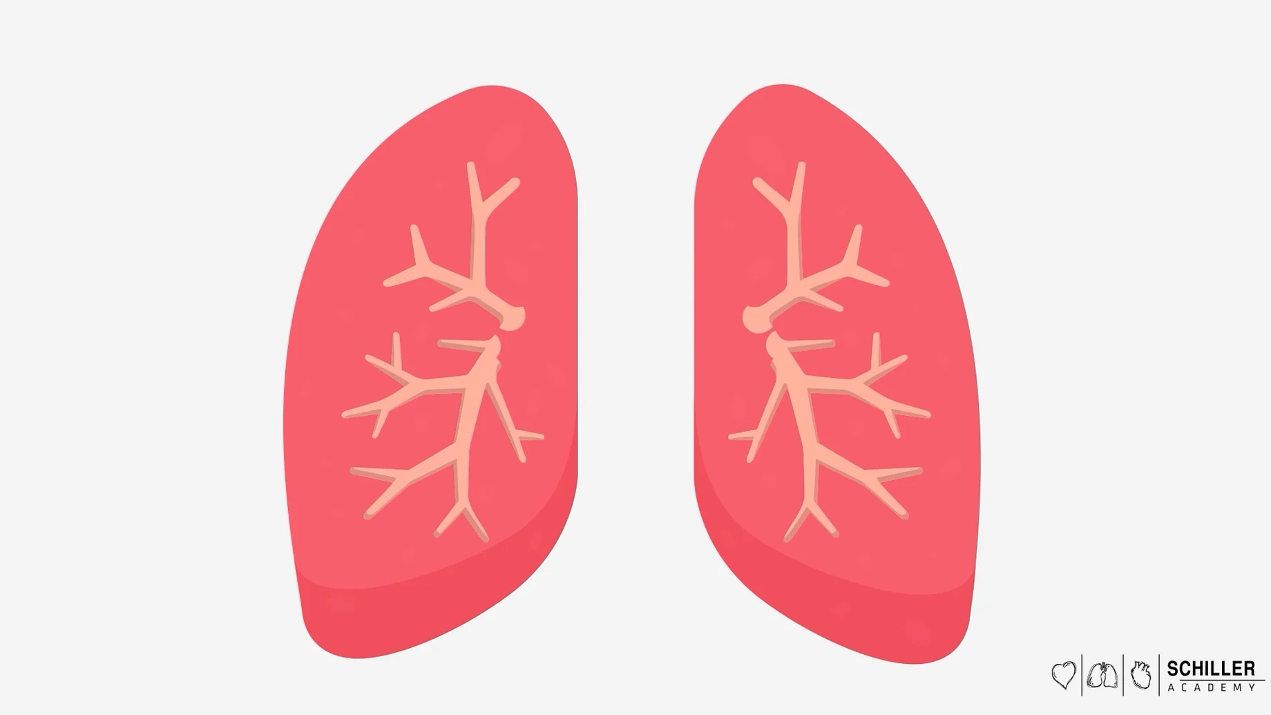 Video still: lung anatomy with the bronchial tree